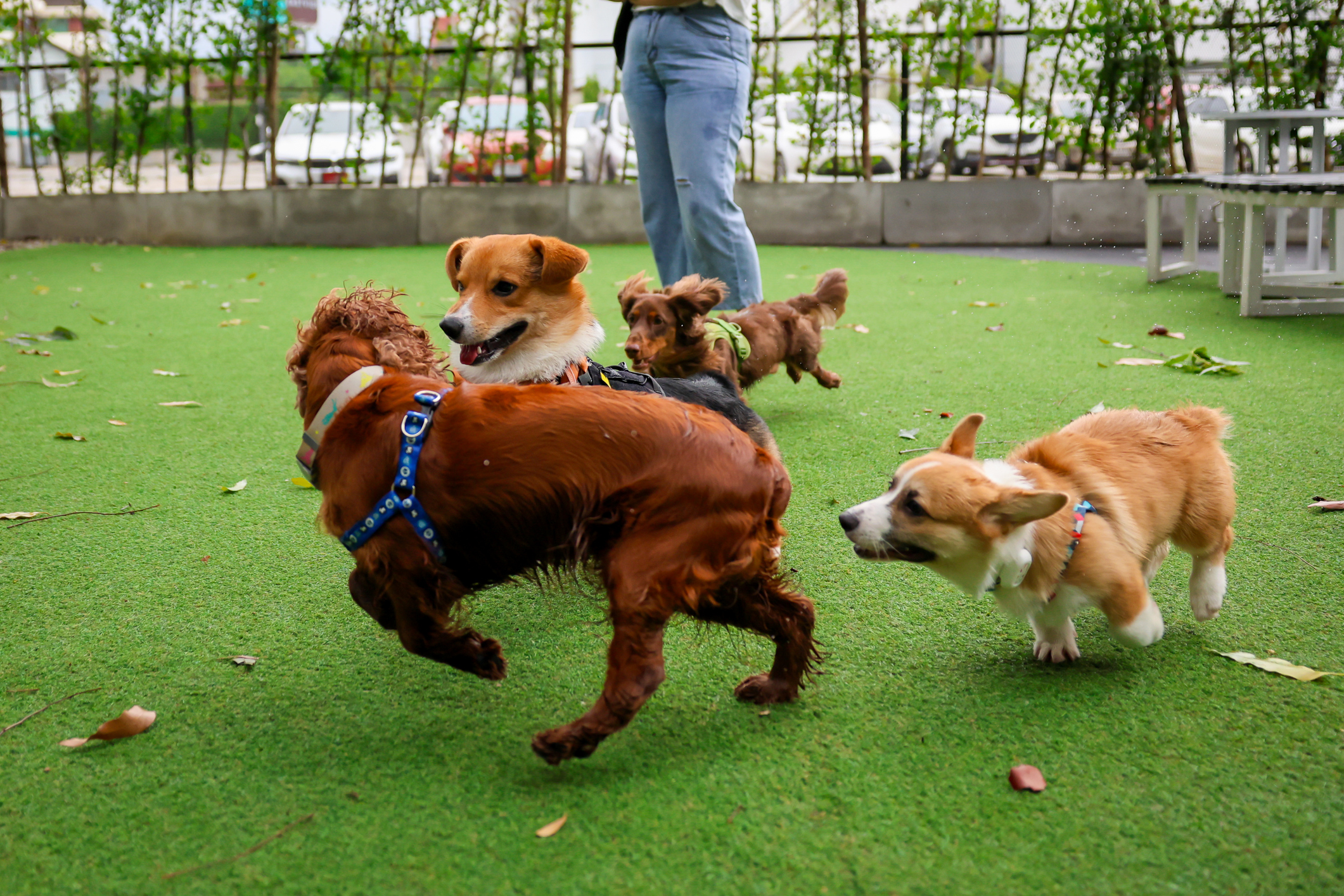 answering services for pet care facilities answering services for pet care facilities