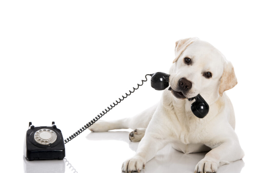 The Hidden Cost of Missed Calls in Pet Care (and How to Prevent Them)