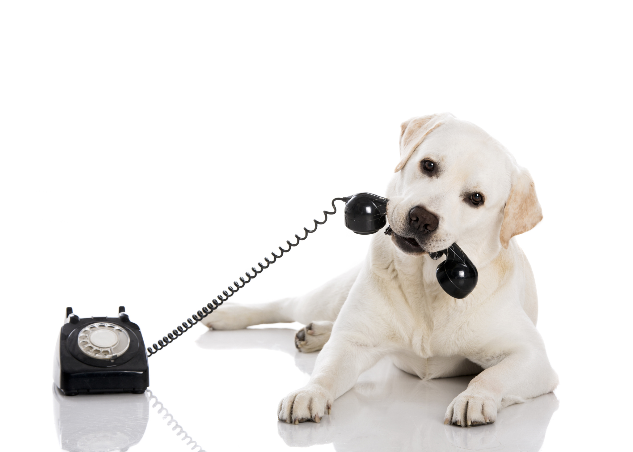 missed-calls-in-pet-care