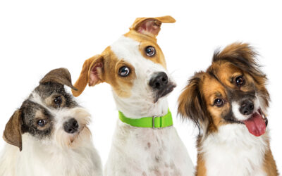 How to Manage After-Hour Pet Care Calls with Limited Staff