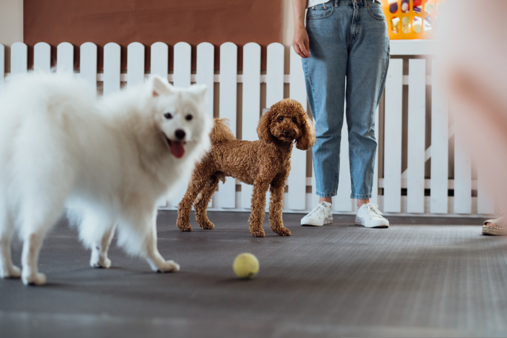 Fluffy white dog and toy poodle playing with tennis ball for Focus Answering Service
