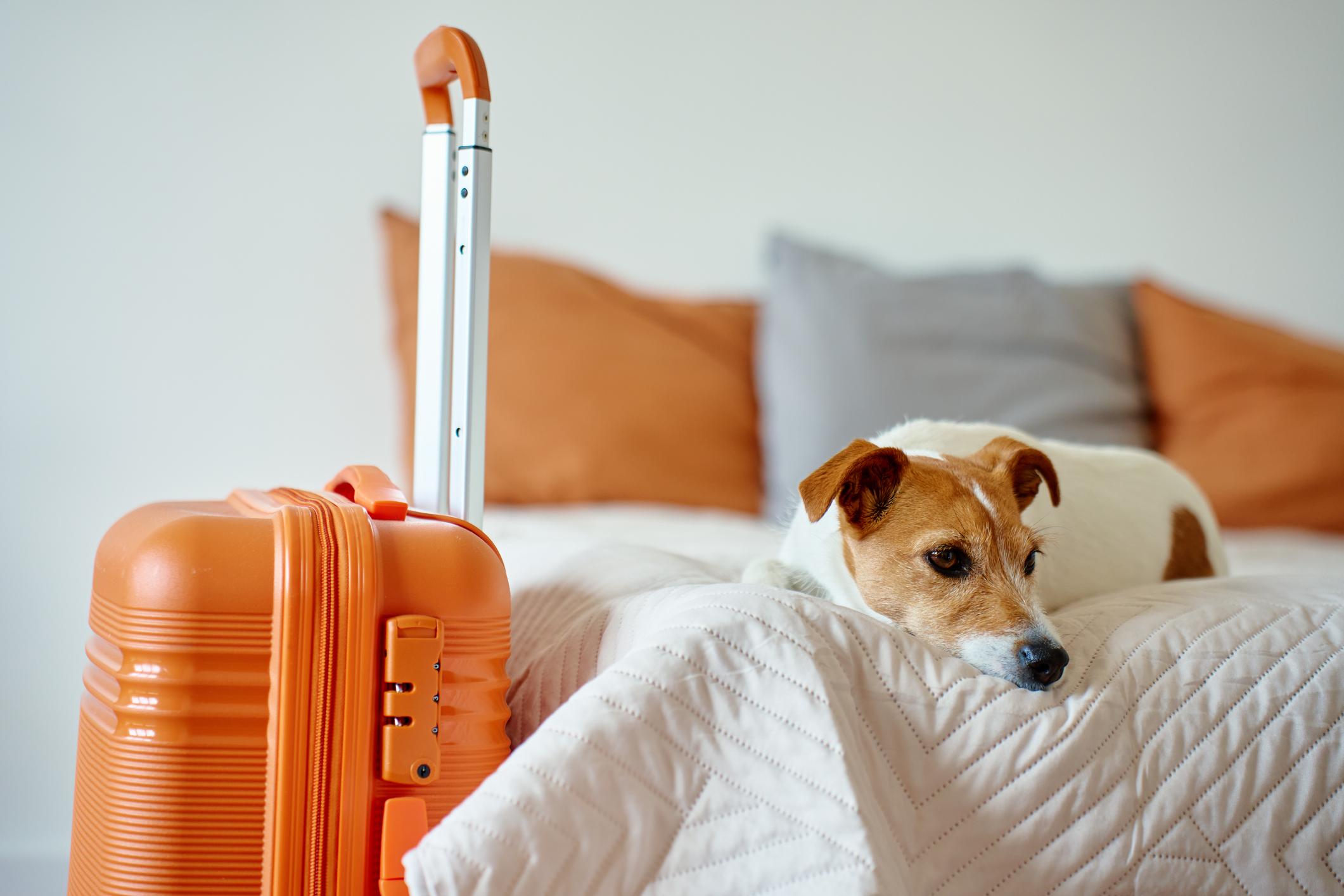 Jack Russell Terrier dog lying on bed near orange suitcase for Focus Answering Service