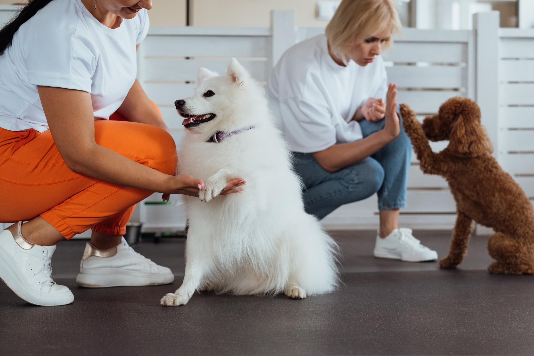 White fluffy dog and toy poodle giving paws to two staff members for Focus Answering Service