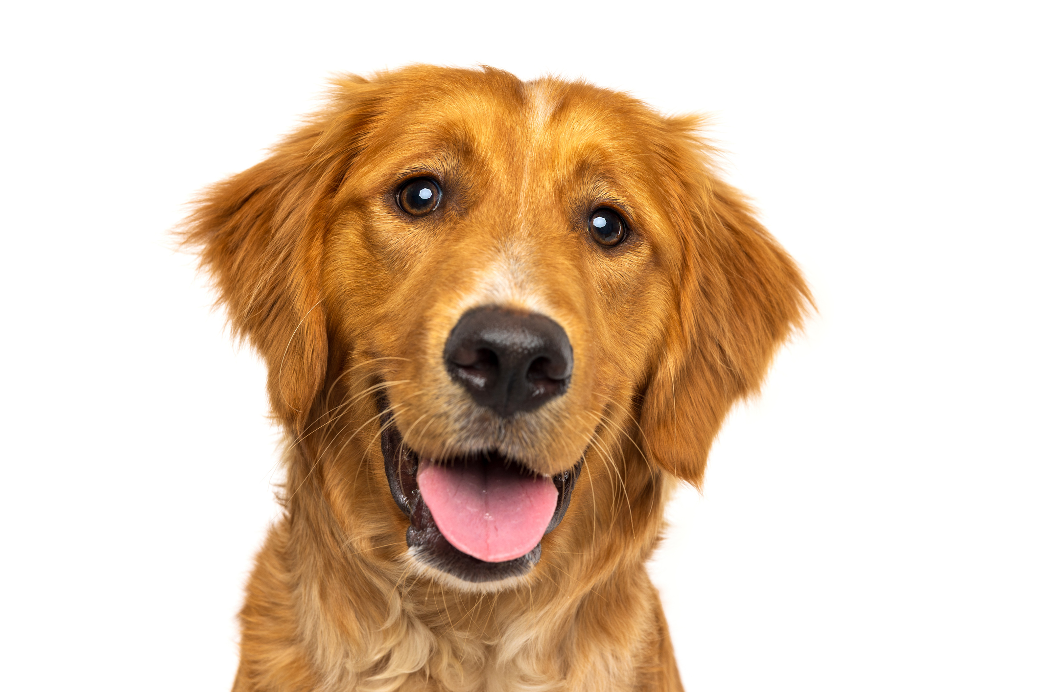 Happy Golden Retriever with tongue out and bright eyes, posing against a clean white backdrop for pet-boarding-daycare-expo blog.